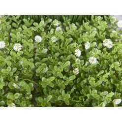 EUROPALMS Grass mat, artificial, green-white, 25x25cm